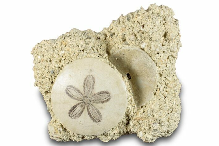 Two Fossil Sand Dollars - France #282924